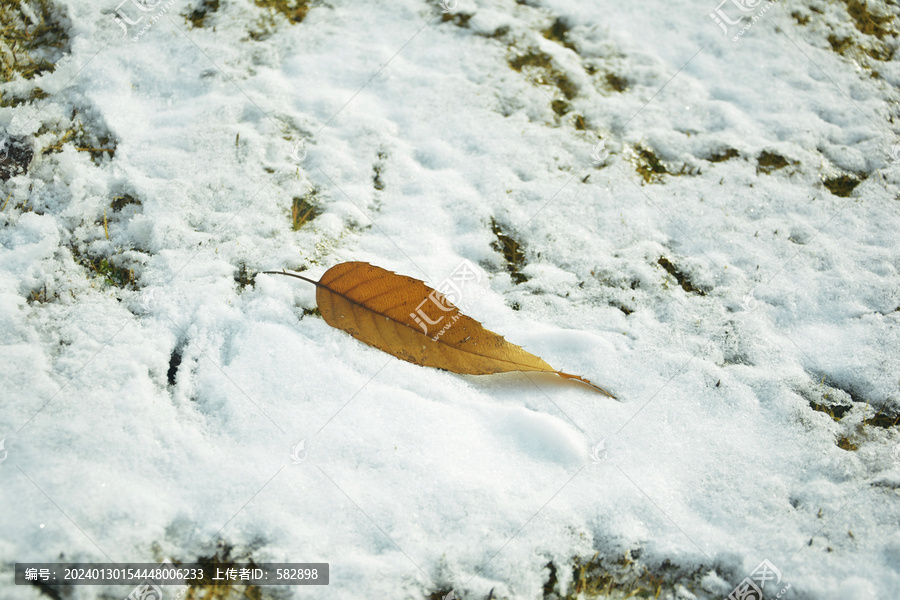 雪地里的枯叶