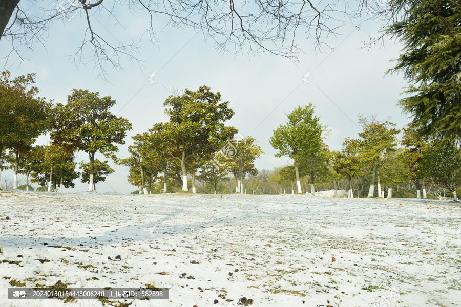 雪地绿树