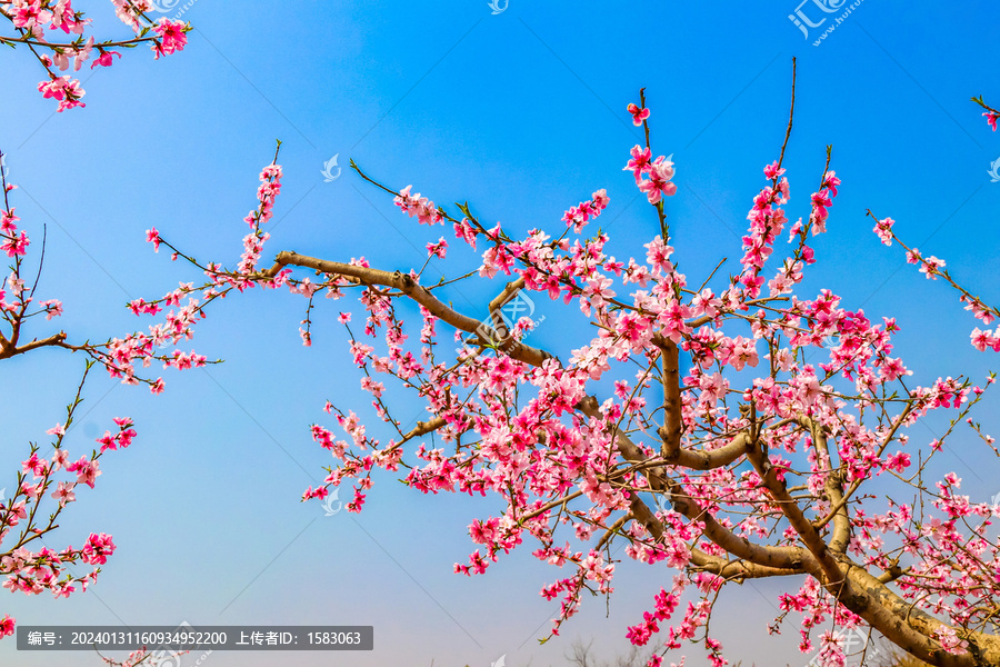 蓝天桃花