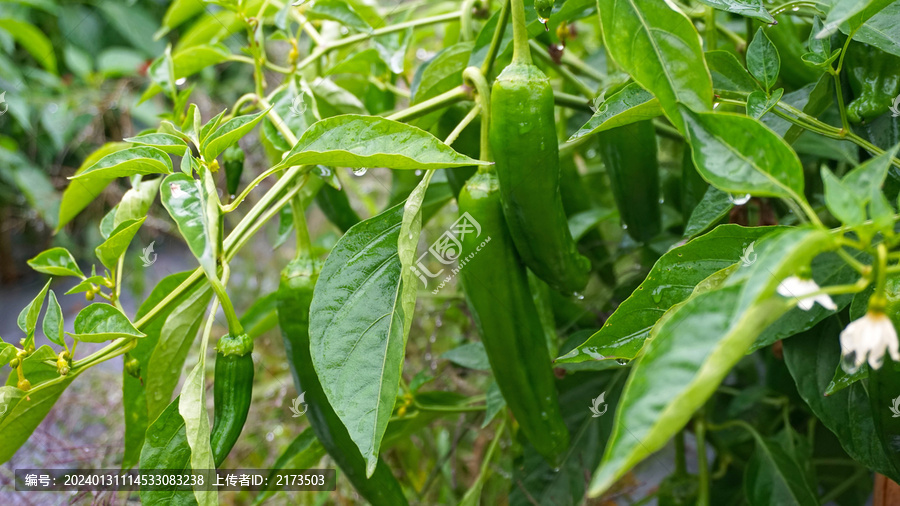 青椒种植