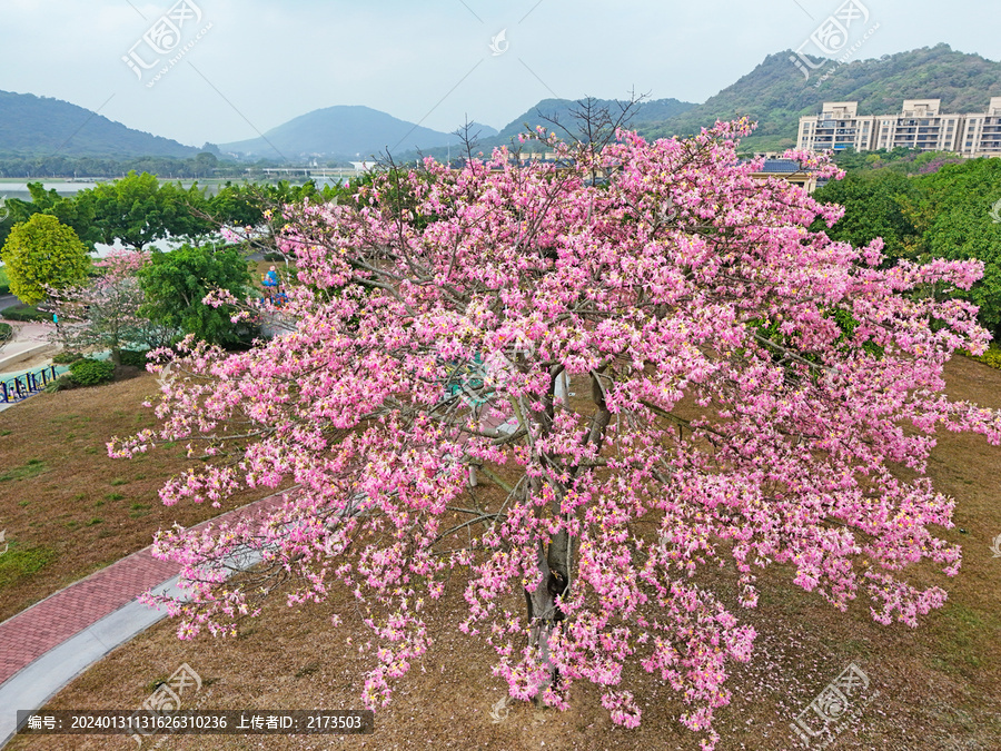 美丽异木棉