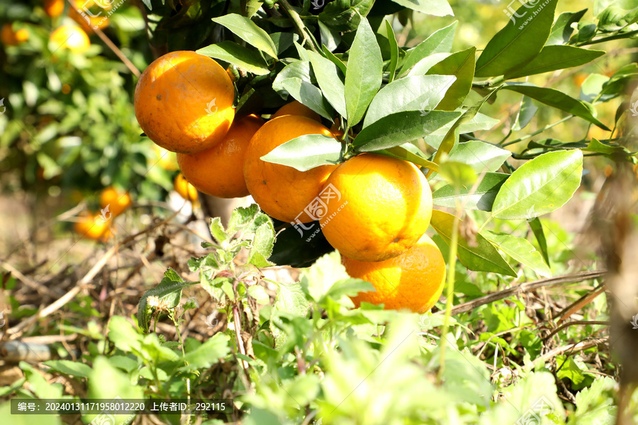 在树上的柑橘沃柑桔子橘沃柑图片