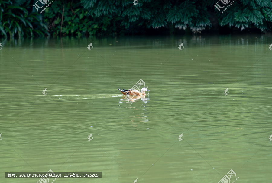 湖里的赤麻鸭