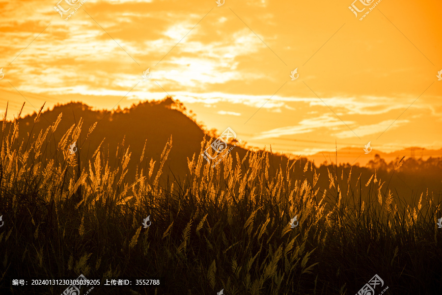 夕阳下的芦苇花