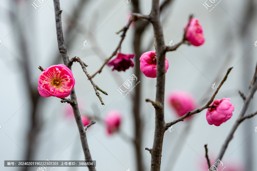 腊月红梅花