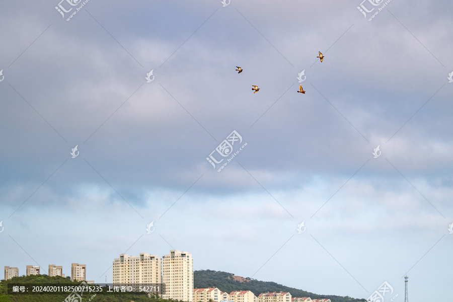 城市上空的鸽子