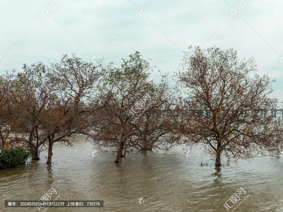 宝安西湾红树林公园