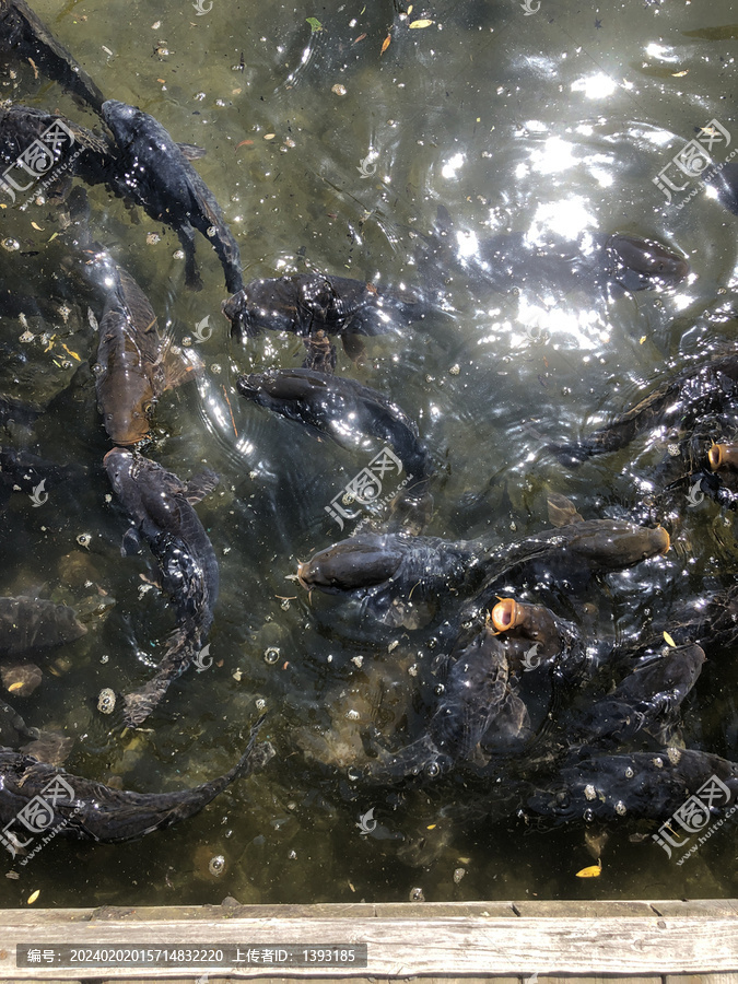 水里的鲶鱼群