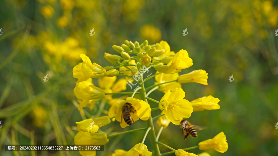 蜜蜂采蜜