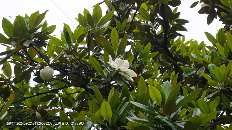 荷花玉兰