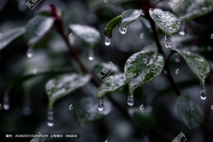 寒冬冻雨天枝叶上的冰挂