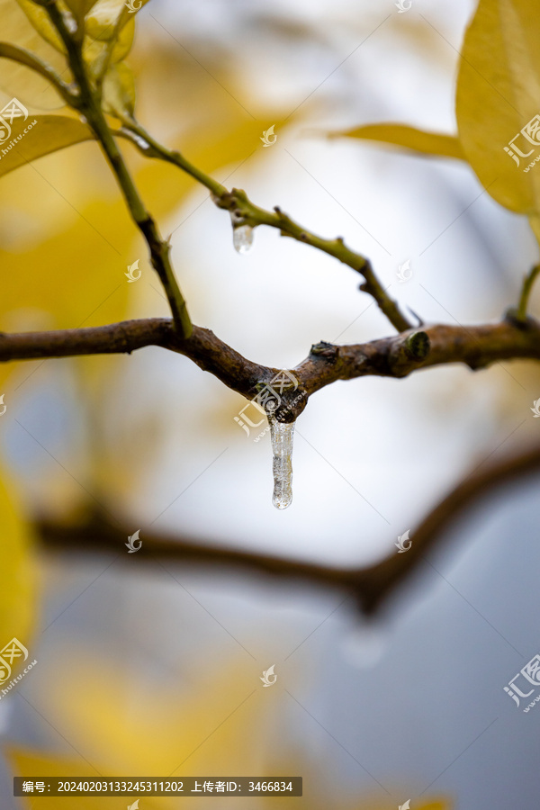 寒冬冻雨天枝叶上的冰挂