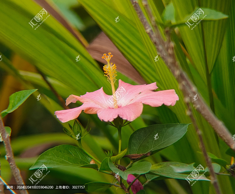 粉色朱槿花