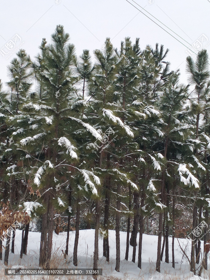 松树下雪