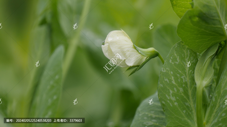 豌豆花