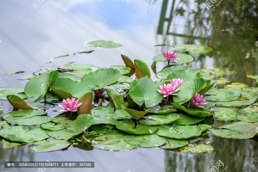 莲花池