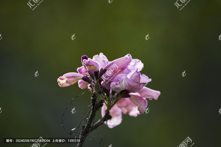 紫花风铃特写