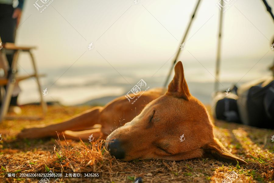 山顶上晒太阳的狗狗