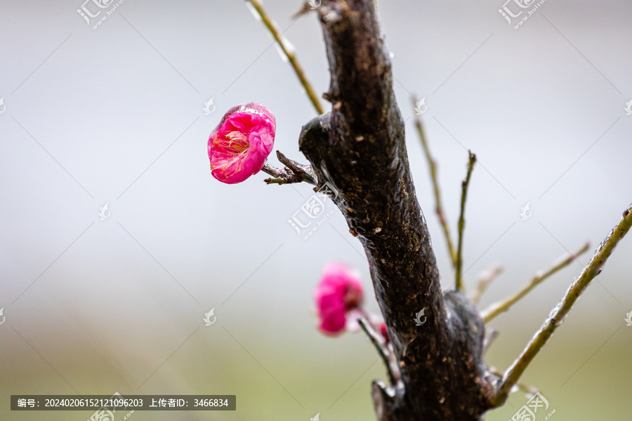 冻雨天气中的冰中红梅花