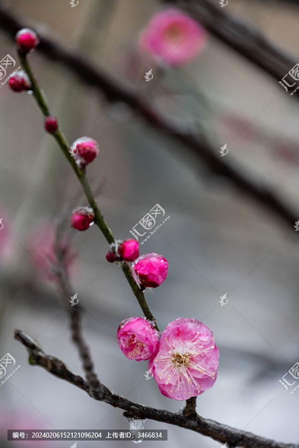 冻雨天气中的冰中红梅花