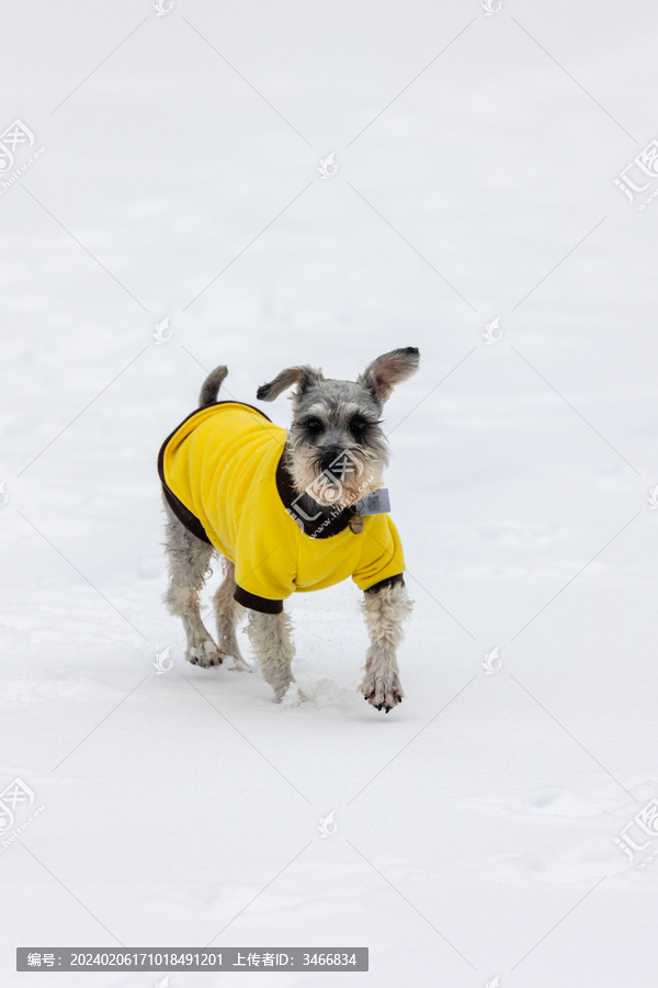 雪中穿着黄衣服的雪纳瑞犬