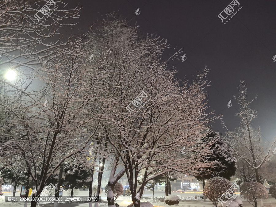 夜晚雪后的树挂