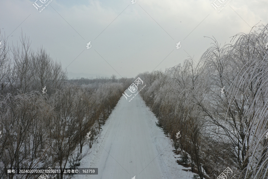 雪后树挂