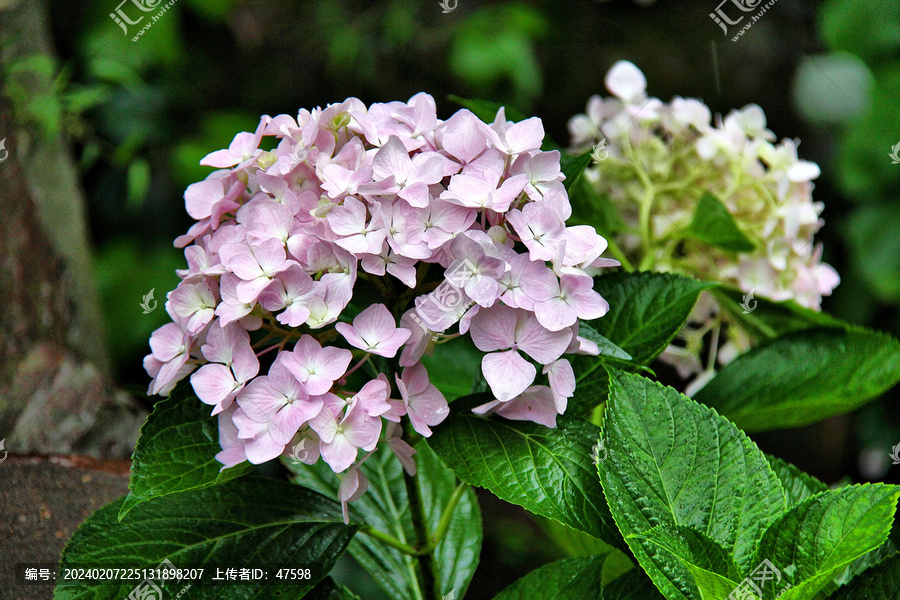 绣球花粉团花