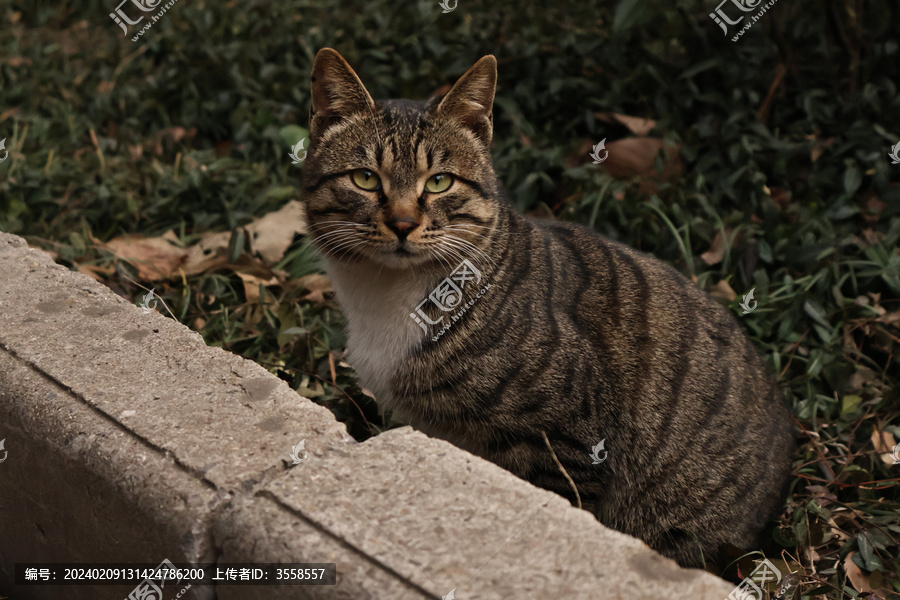 狸花猫