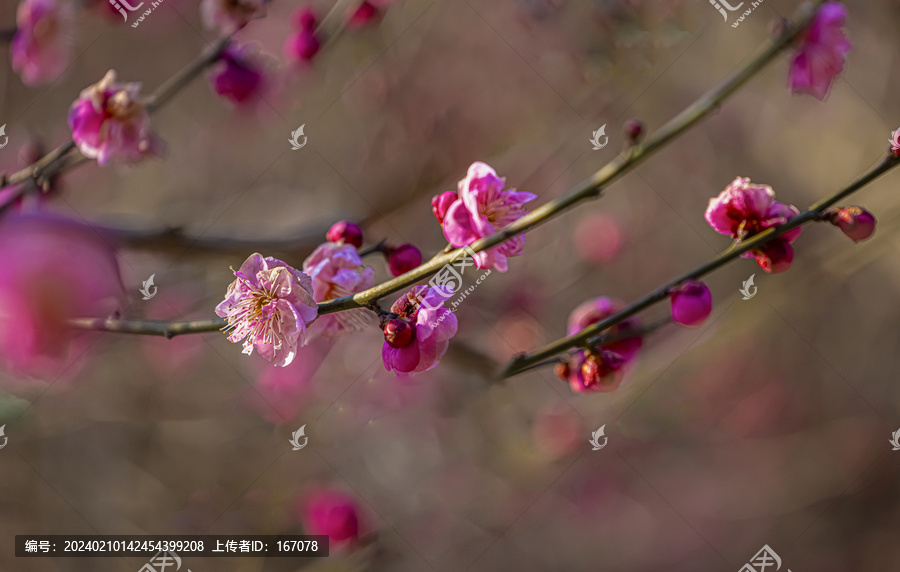 梅花特写