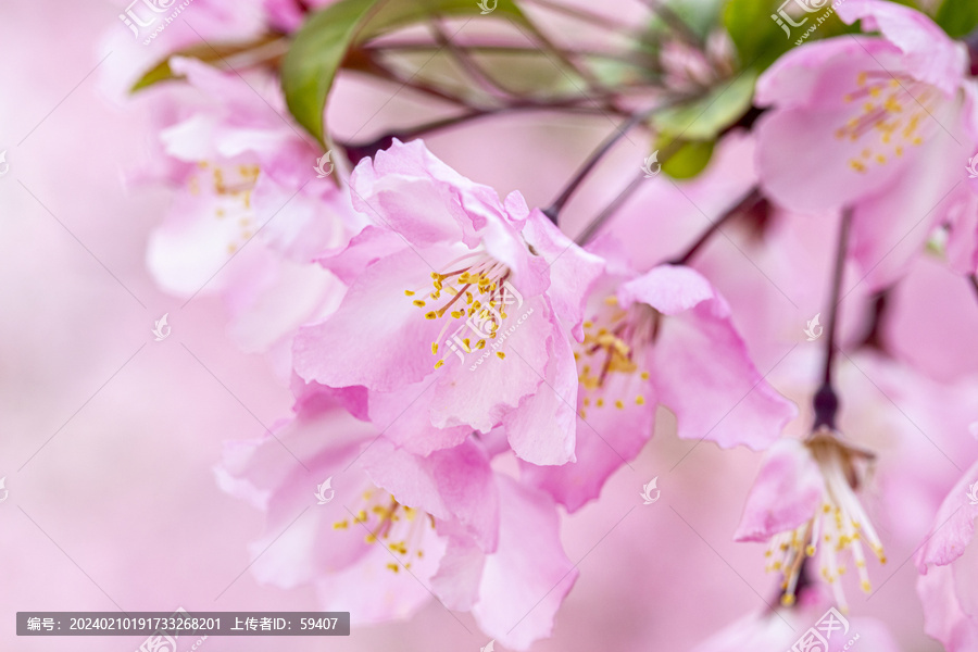 垂丝海棠花