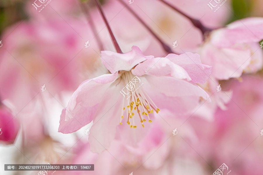 春天的垂丝海棠花特写