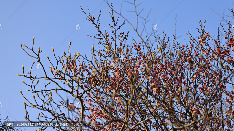 梅花报春