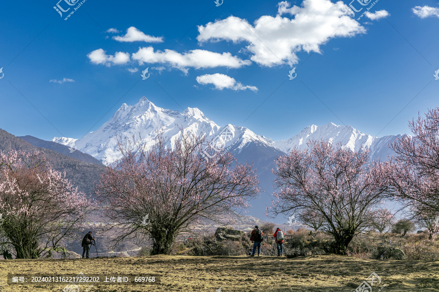 嘎隆拉雪山桃花