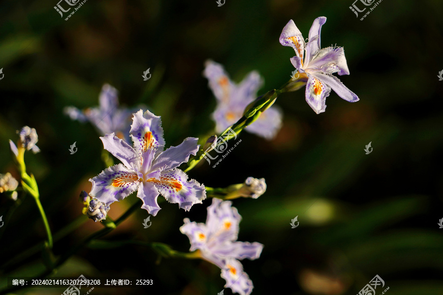 鸢尾花