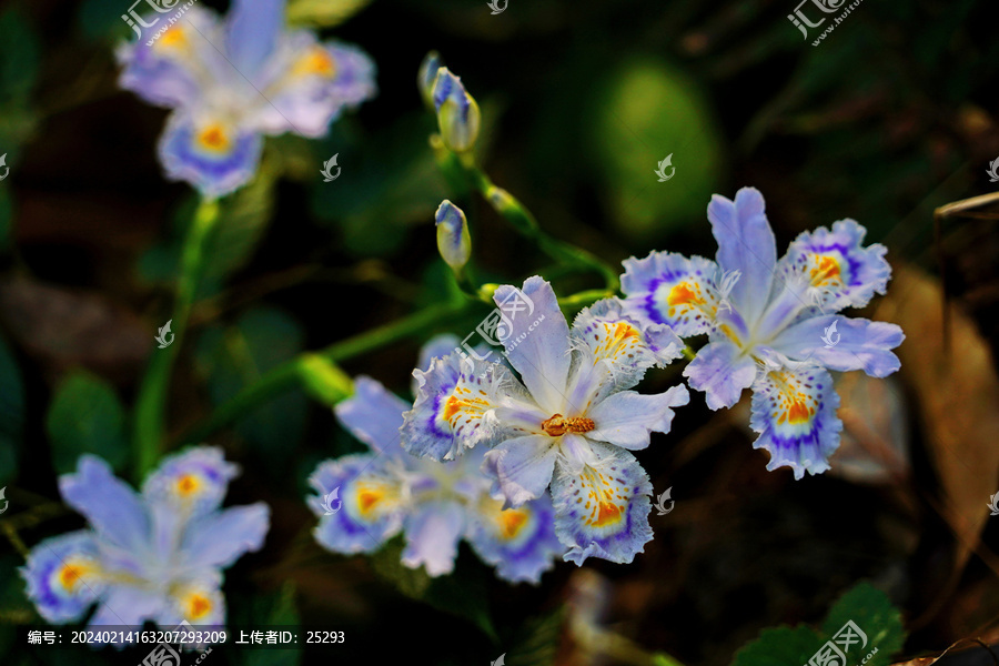 鸢尾花