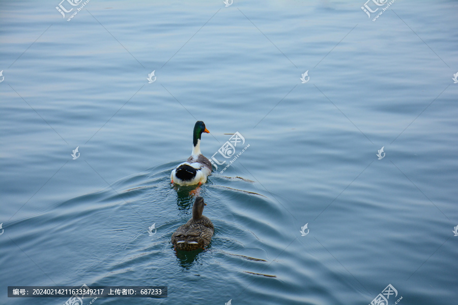野鸭在蓝色的湖面上