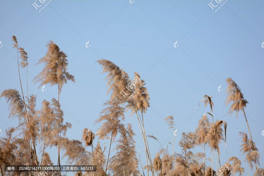 芦苇花蓝天