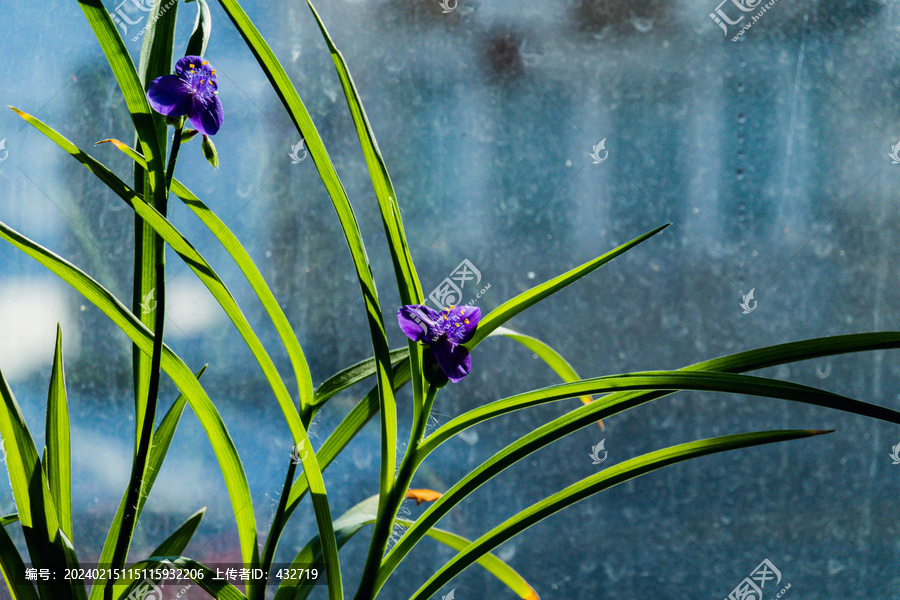 紫色兰花草