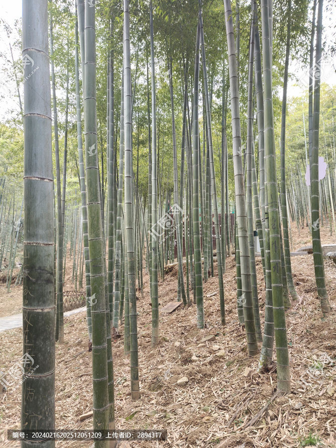 中国大竹海旅游区