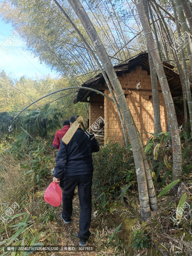 上山挖春笋