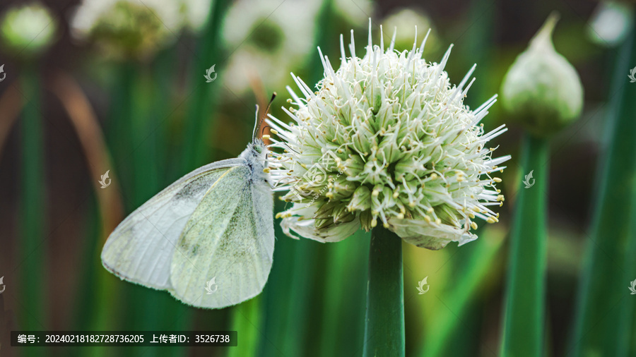 蝴蝶采花