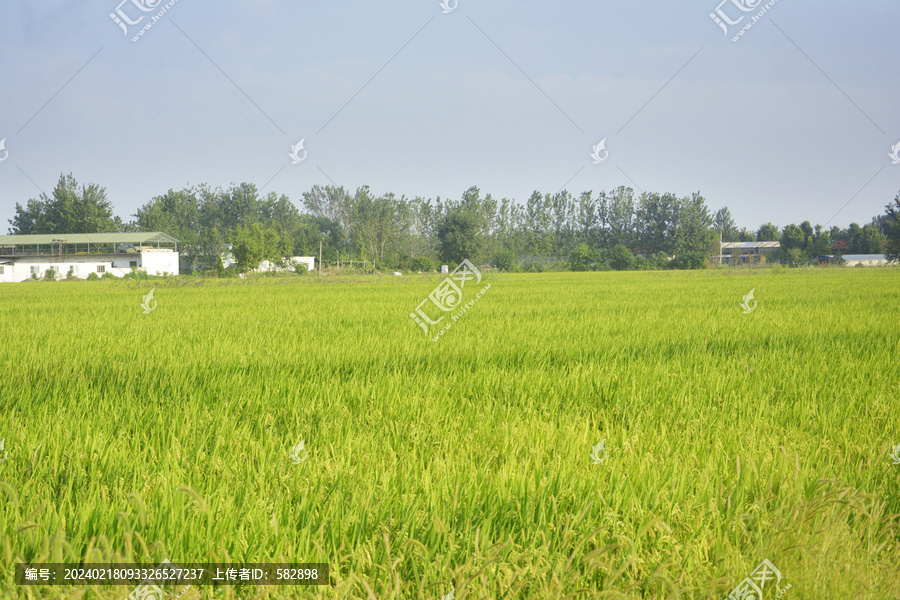 稻田与乡村