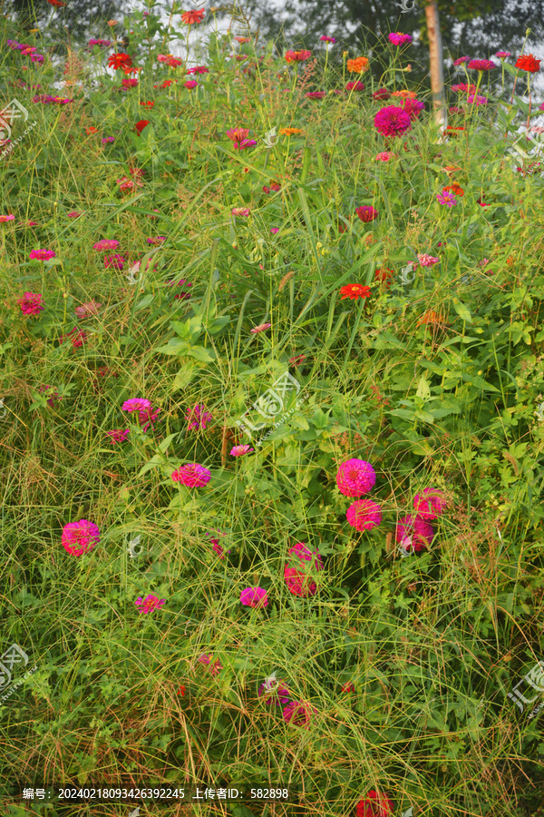 花草背景