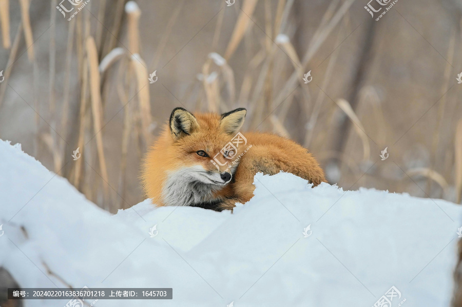 雪地狐狸