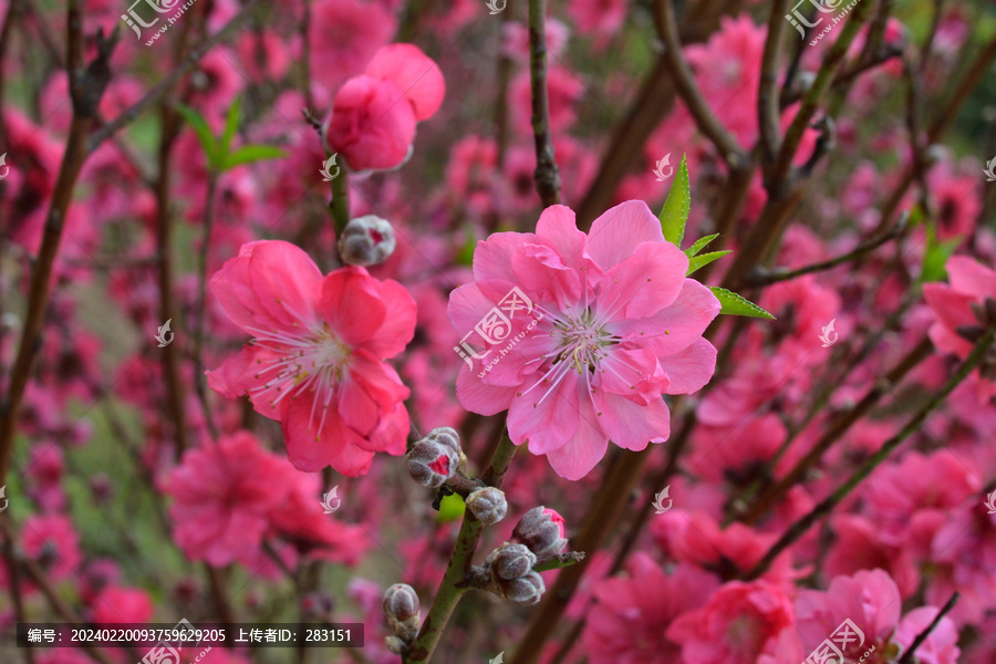 桃花