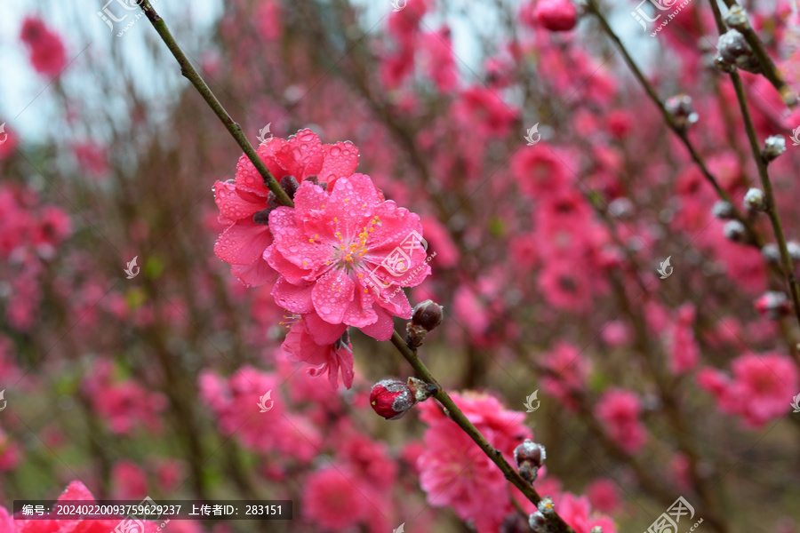 桃花