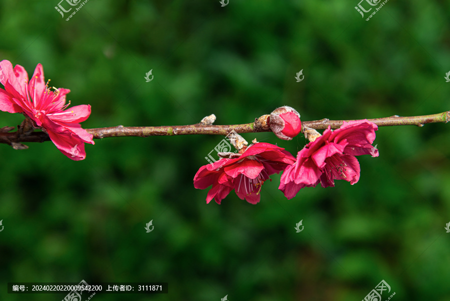 春天红色桃花盛开花朵风景