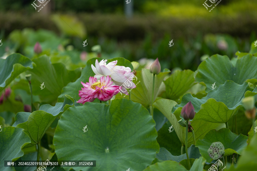 夏日荷花池里荷花绽放荷花花朵