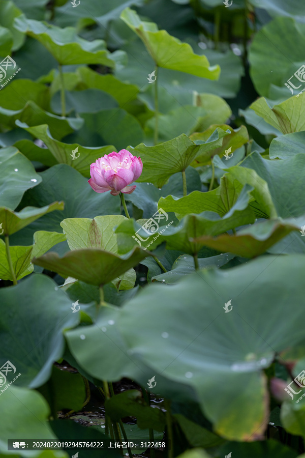 夏日荷花绽放特写